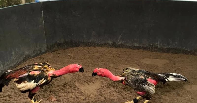 Cách tham gia Trường gà trọi trên Rikvip hiệu quả