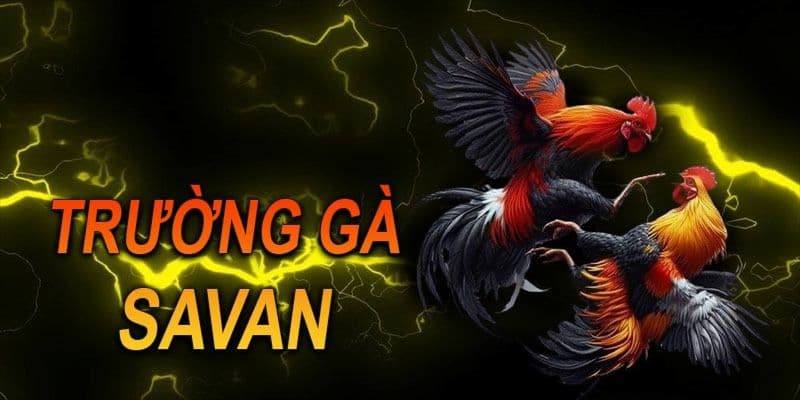 Cách thức tham gia đá gà savan tại Rikvip