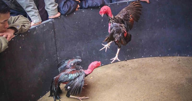 Trường gà trọi Rikvip là gì?